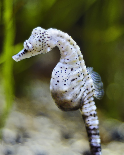 Potbelly Seahorse