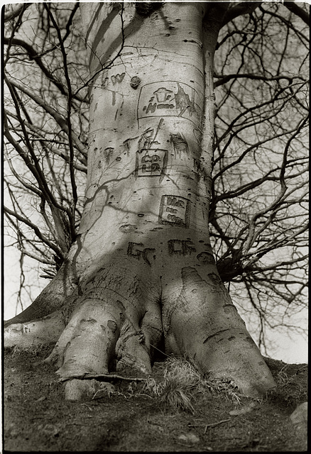 Tree scars