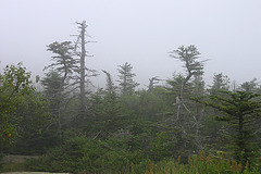 Cadillac Mountain in the Mist – Acadia National Park, Maine