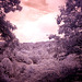Out the front window, IR version