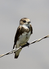 Bank Swallow