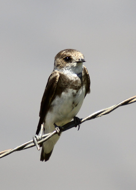 Bank Swallow