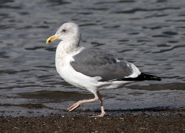 Western Gull (Larus occidentalis)