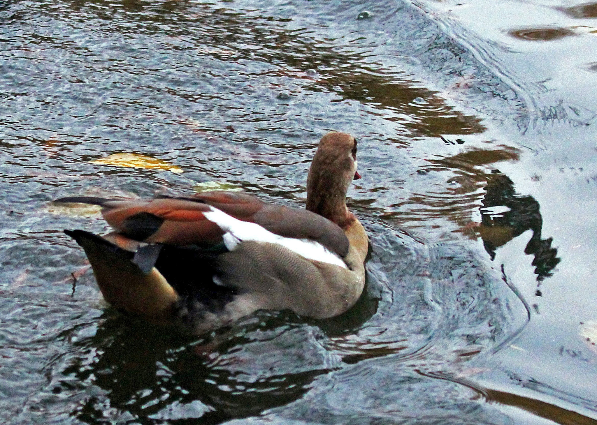 Nilgans