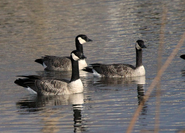 Cackling Geese (Branta hutchinsii)