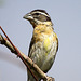 Black-Headed Grosbeak