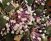 Pyrotechnics – Phipps Conservatory, Pittsburgh, Pennsylvania