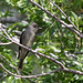 Western Wood-Pewee