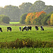 Kühe im Herbst