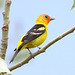 Western Tanager