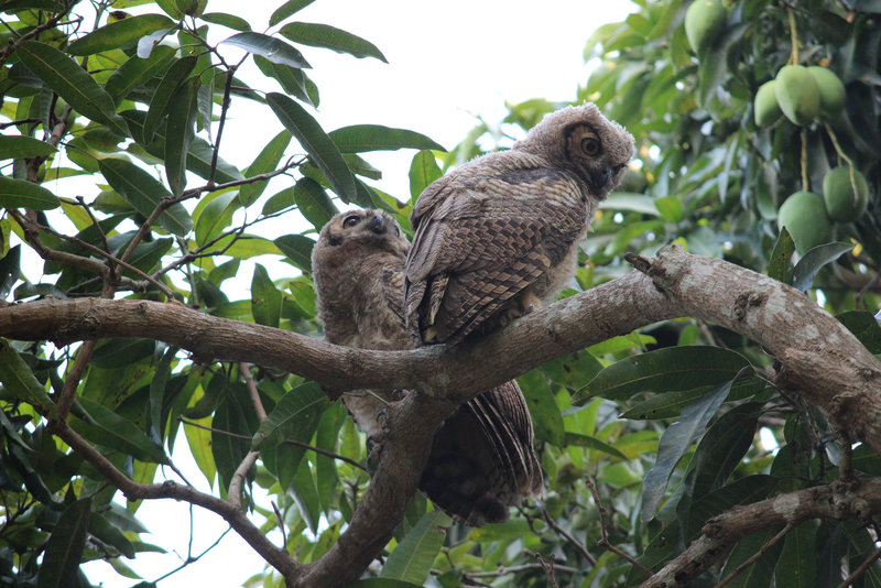 Great Horned Owl chicks