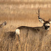 Mule Deer Pair