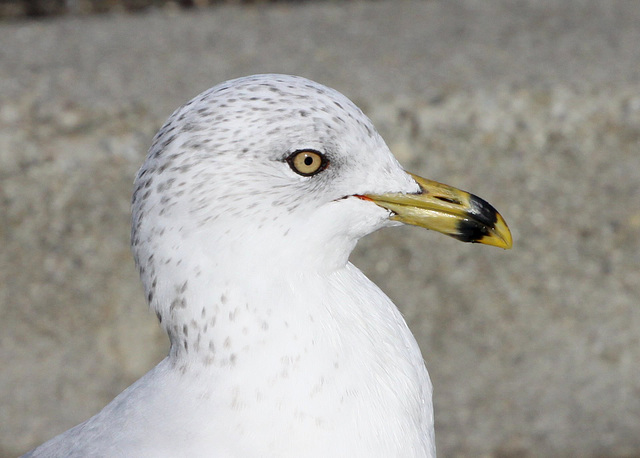 Ring-Billed Gull (Larus delawarensis)