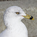 Ring-Billed Gull (Larus delawarensis)