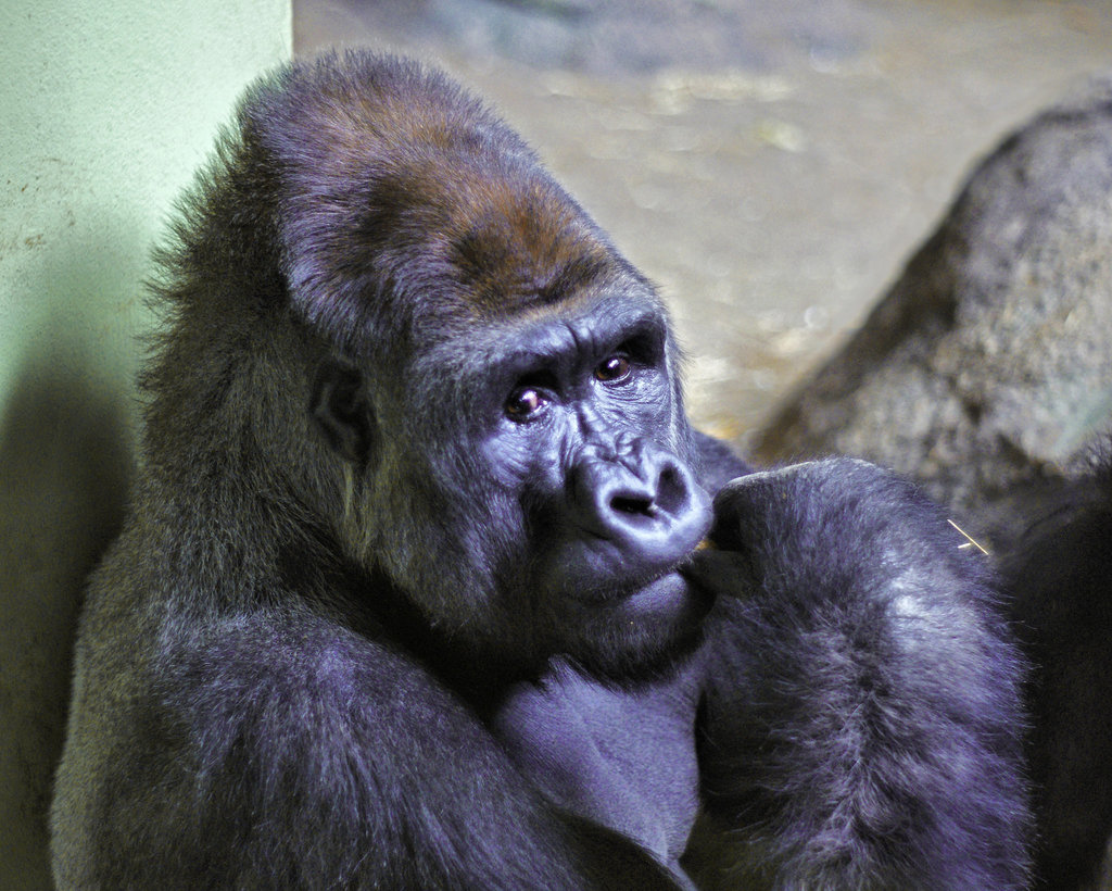 The Thinker