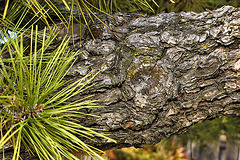 Japanese Black Pine #1 – National Arboretum, Washington D.C.