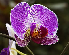 Purple Orchid – Phipps Conservatory, Pittsburgh, Pennsylvania