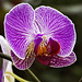 Purple Orchid – Phipps Conservatory, Pittsburgh, Pennsylvania