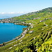 Le vignoble du Lavaux...