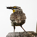 Western Meadowlark with Snack