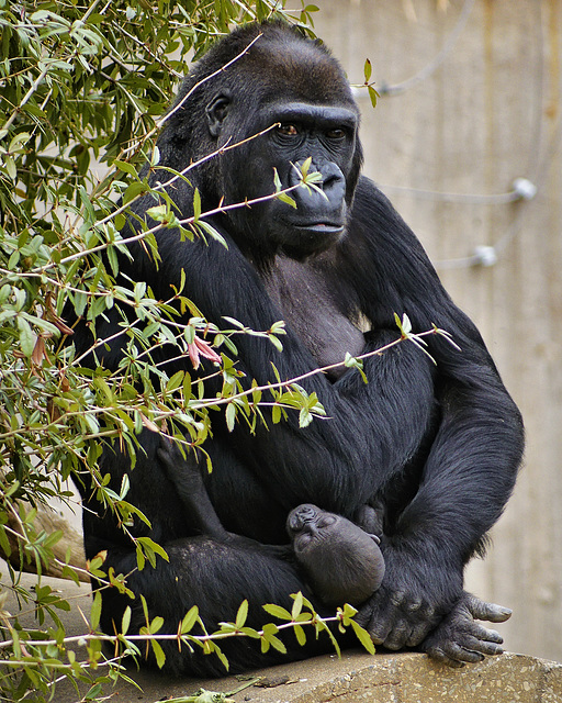 Gorilla Madonna