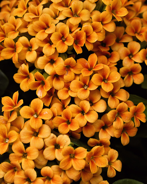 Orange Cascade – Phipps Conservatory, Pittsburgh, Pennsylvania