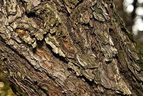 Japanese Black Pine #2 – National Arboretum, Washington D.C.