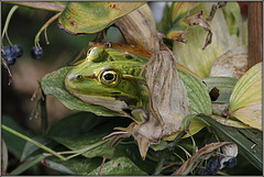 Froggy Troll