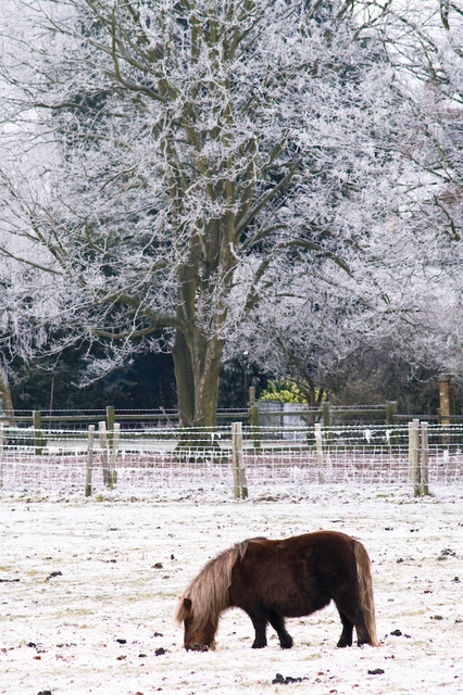 Frosty horse