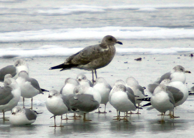 Thayer's Gull (2nd Winter)