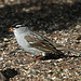 White-Crowned Sparrow