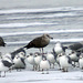 Herring Gull (2nd Winter)
