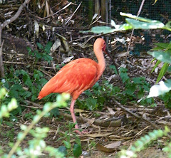 Ibis