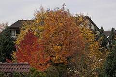 201121020 1651RAw [D-LIP] Herbstfarben bei bedecktem Himmel