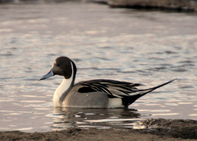 Northern Pintail