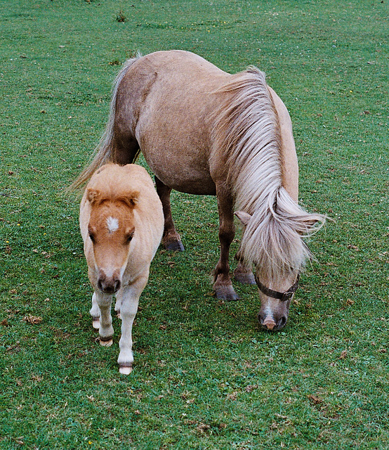 Lamer ponies (4)