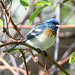 Lazuli Bunting