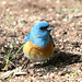 Lazuli Bunting