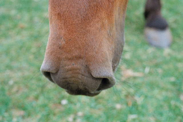 Lamer ponies (6)