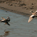 Day 14: Pair of American Wigeons