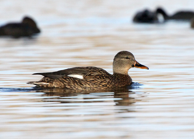 Female Mallard (Anas platyrhynchos)