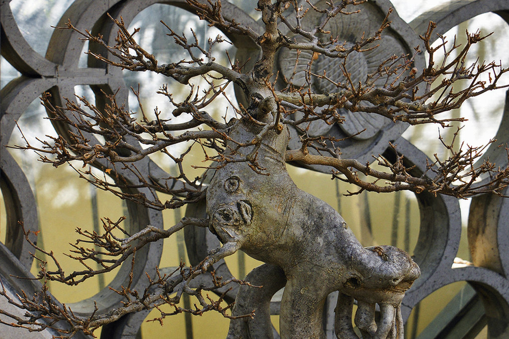 Antlers on Steroids – National Arboretum, Washington D.C.