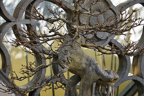 Antlers on Steroids – National Arboretum, Washington D.C.