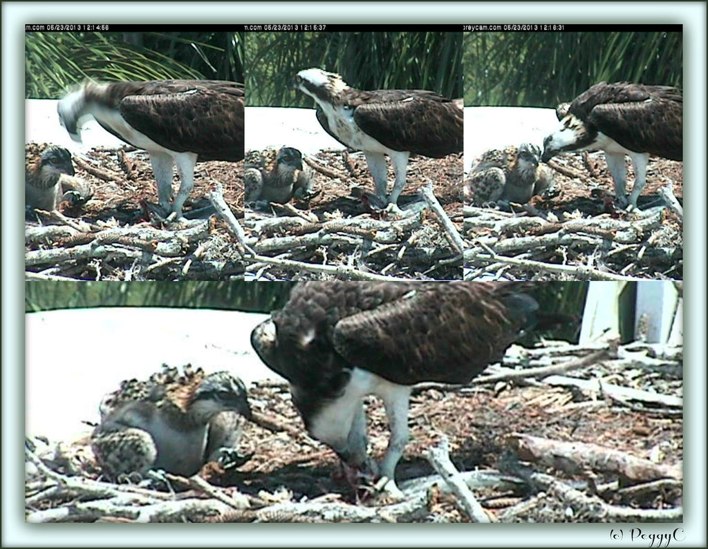 Dunedin FL LiveCam Osprey photos ..