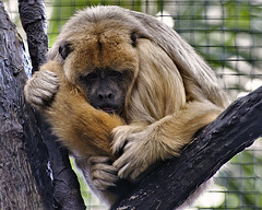 Southern Brown Howler