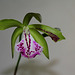 Brassocattleya binosa 'Wabash Valley'