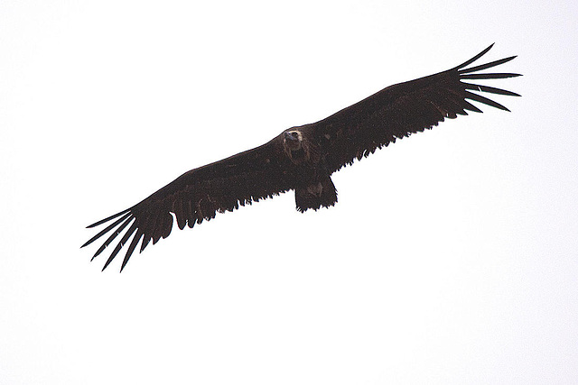 20120507 9142RTw [E] Mönchsgeier (Aegypius monachus), Castillo de Monfragüe, Parque Natural, Extremadura