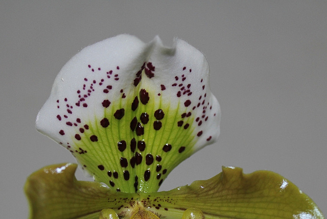 Paphiopedilum 'Boliviana '