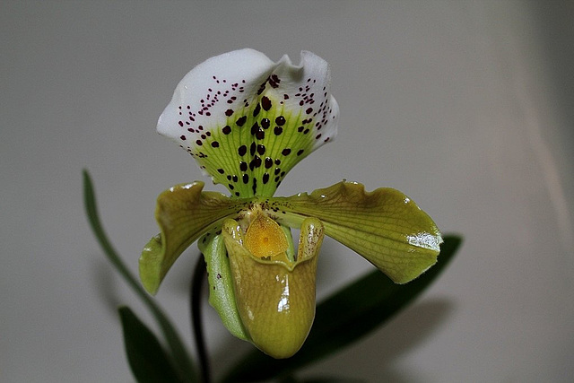 Paphiopedilum 'Boliviana '