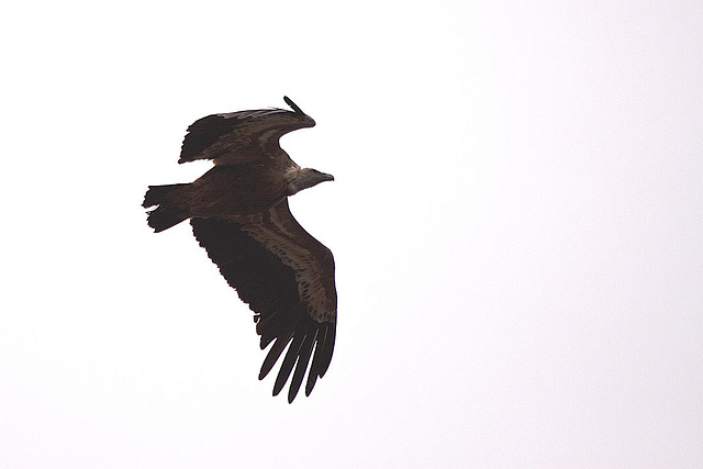 20120507 9127RTw [R~E] Gänsegeier, Monfragüe, Parque Natural [Extremadura]